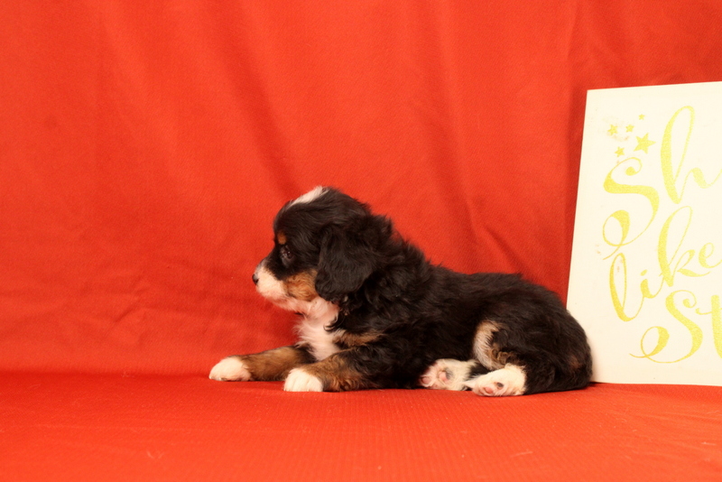 puppy, for, sale, Mini Bernedoodle F2, Matthew B. Stoltzfus, dog, breeder, Gap, PA, dog-breeder, puppy-for-sale, forsale, nearby, find, puppyfind, locator, puppylocator, aca